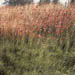 Tall red grass