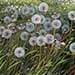 Dandelions